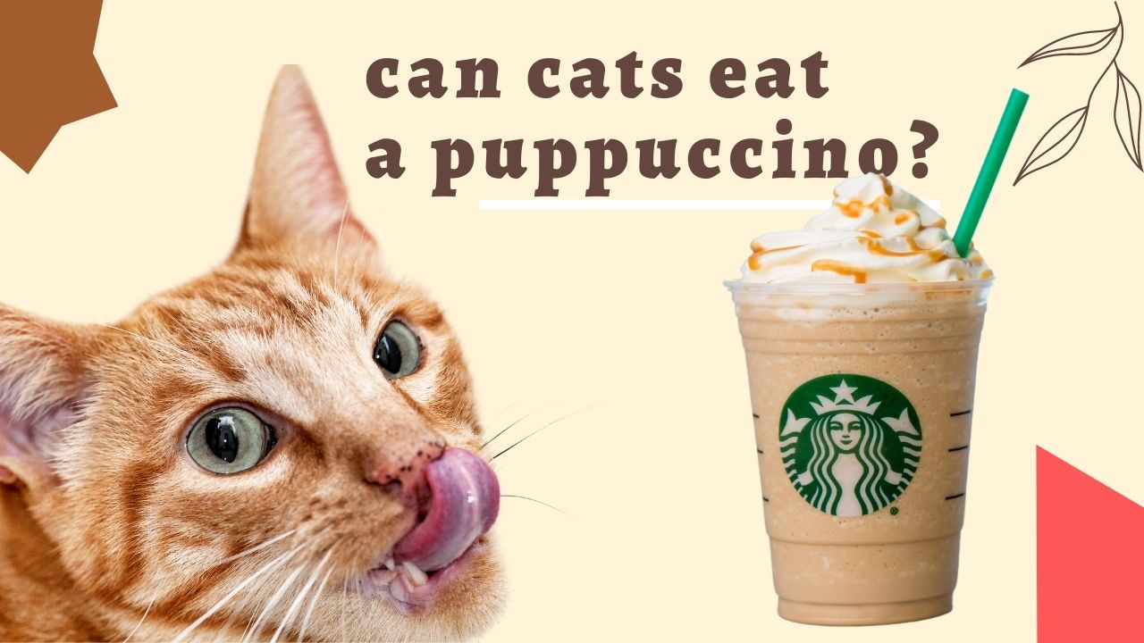 can cats eat a puppuccino