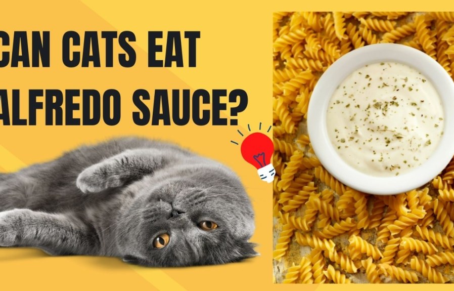 Can Cats Eat Alfredo Sauce? The Truth Revealed!