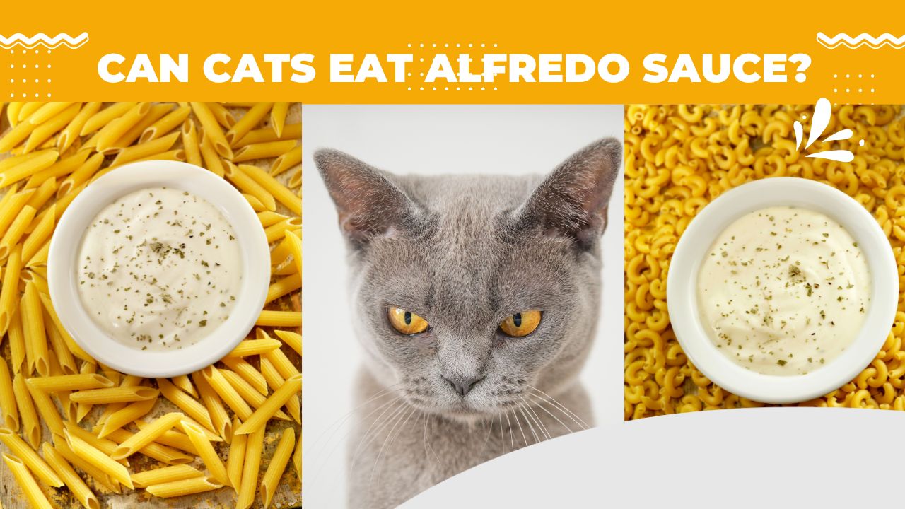 can cats eat alfredo sauce
