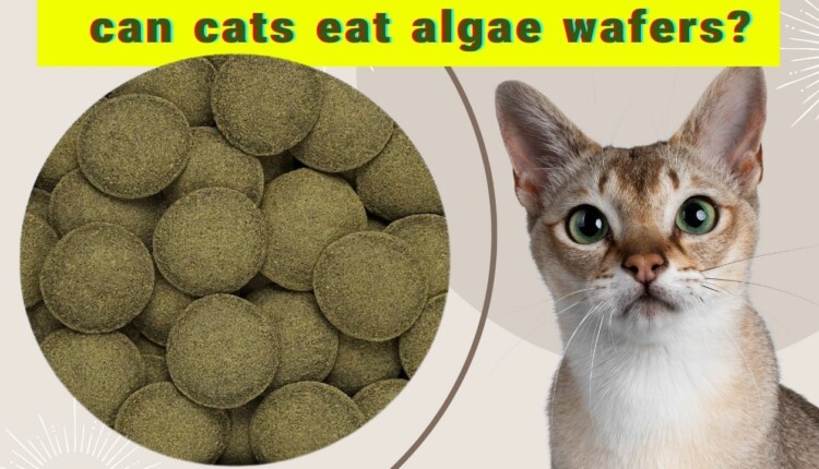 can cats eat algae wafers