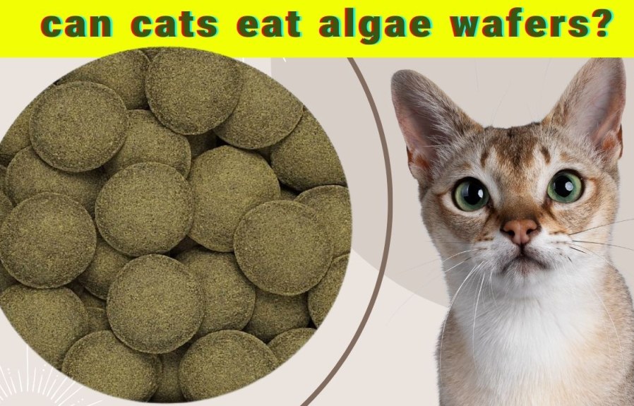 Can Cats Eat Algae Wafers? New Study Finds Surprising Results!