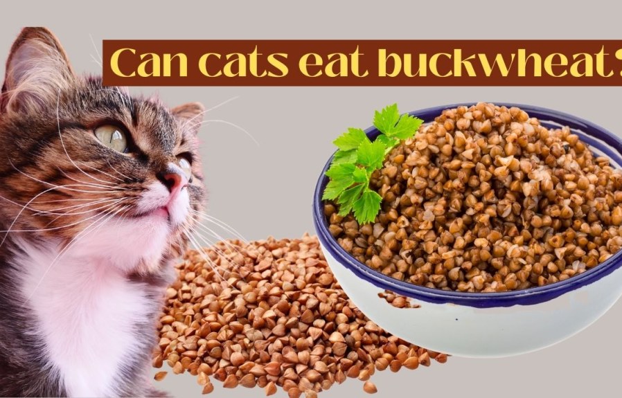 Can Cats Eat Buckwheat? A Cat Owner’s Guide