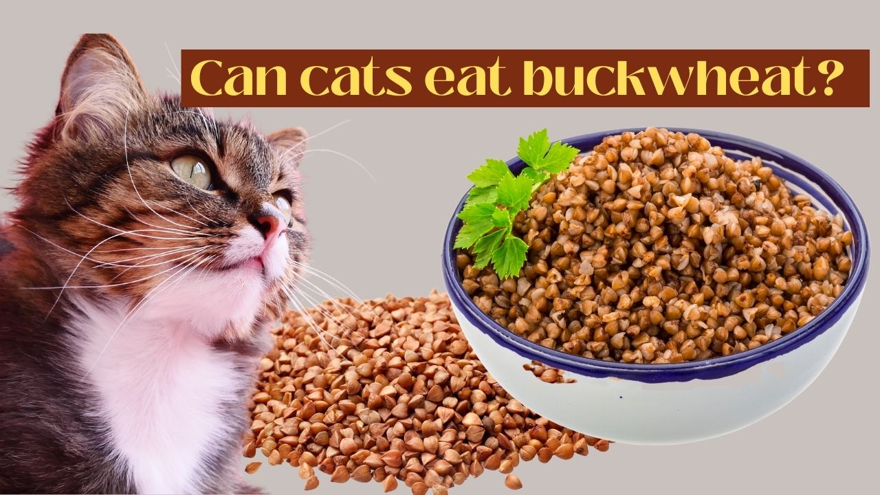 can cats eat buckwheat