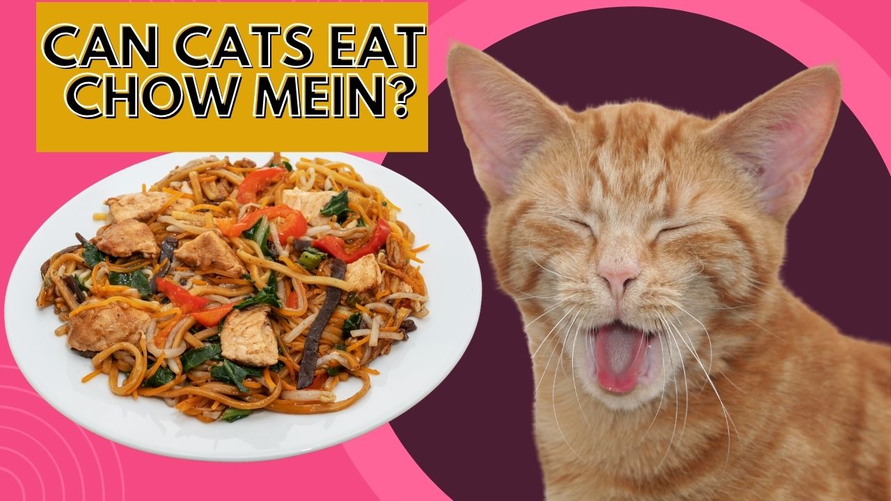 can cats eat chow mein