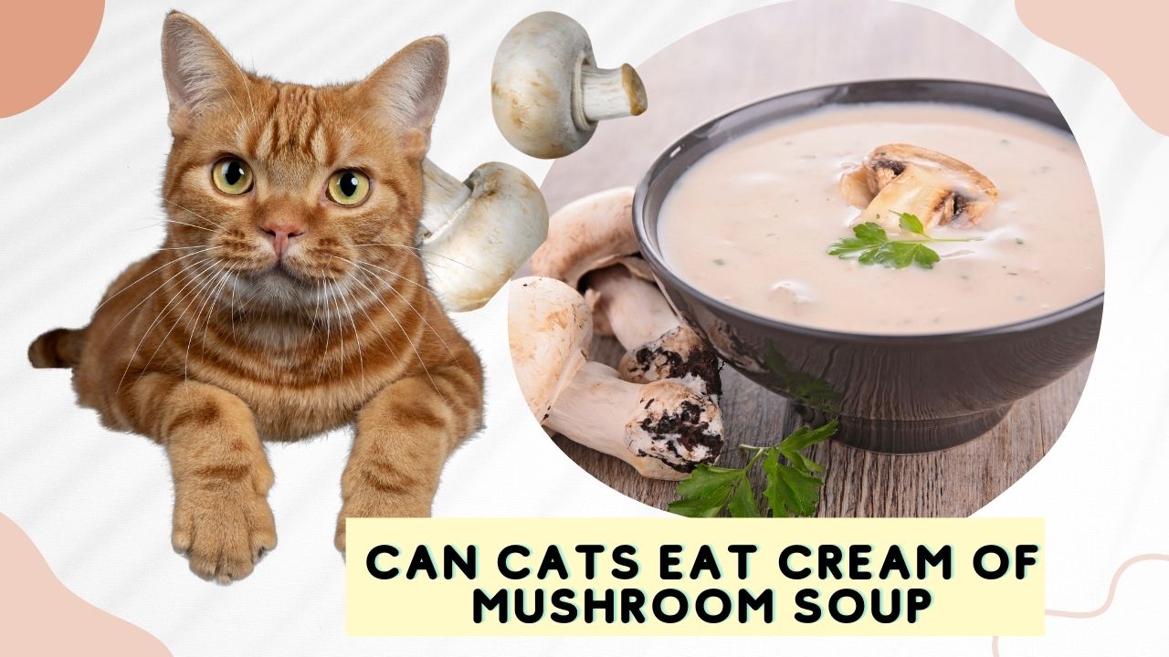 can cats eat cream of mushroom soup