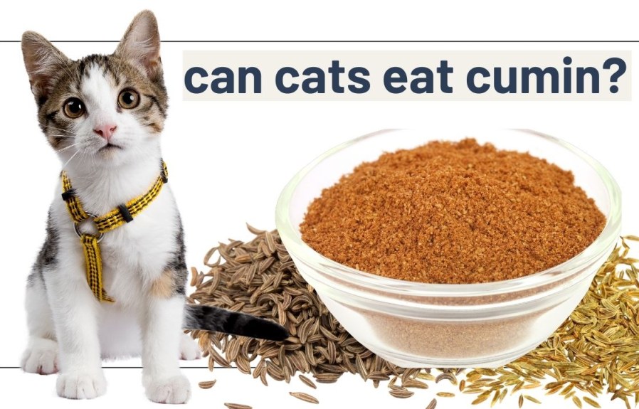Can Cats Eat Cumin? The Truth About This Spicy Spice