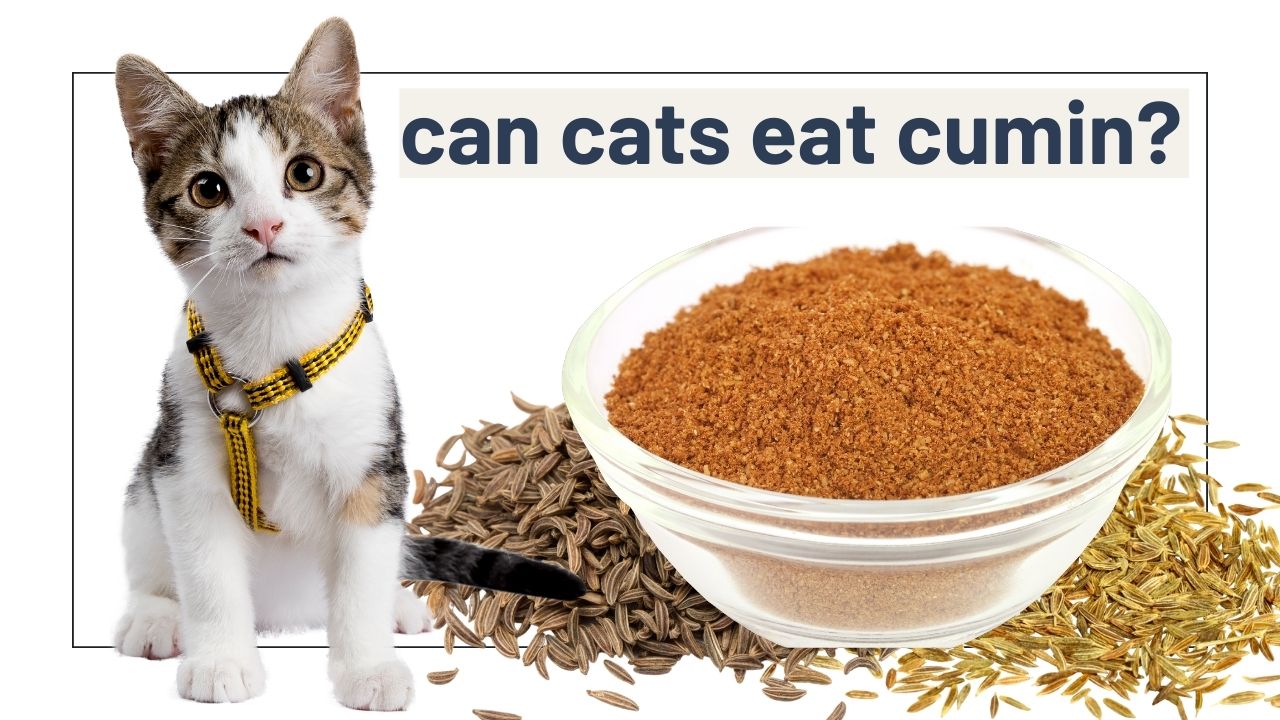 can cats eat cumin