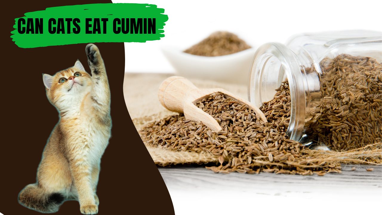can cats eat cumin