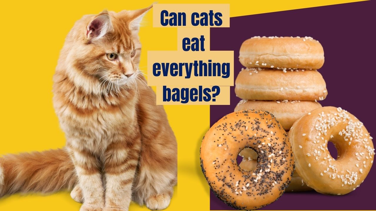 can cats eat everything bagels