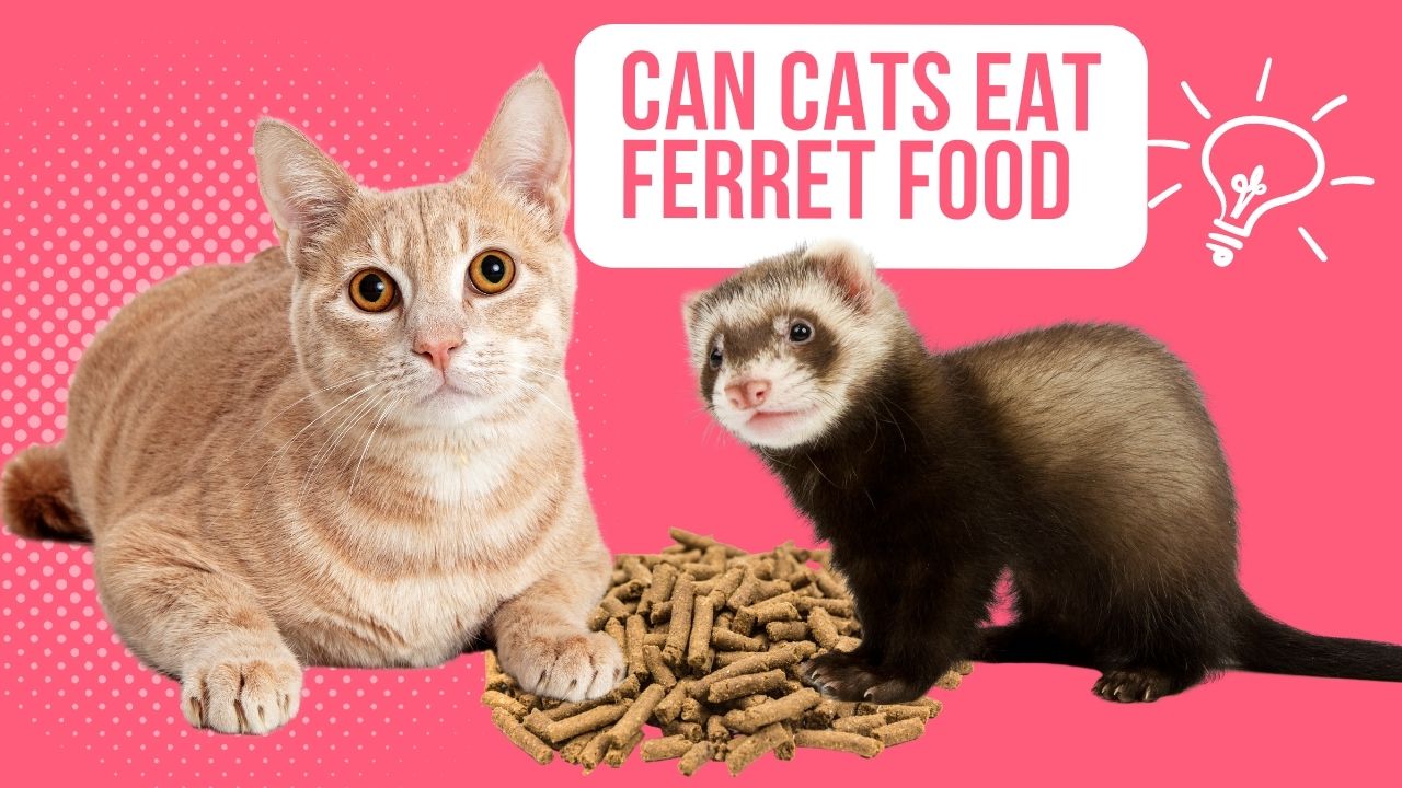 can cats eat ferret food