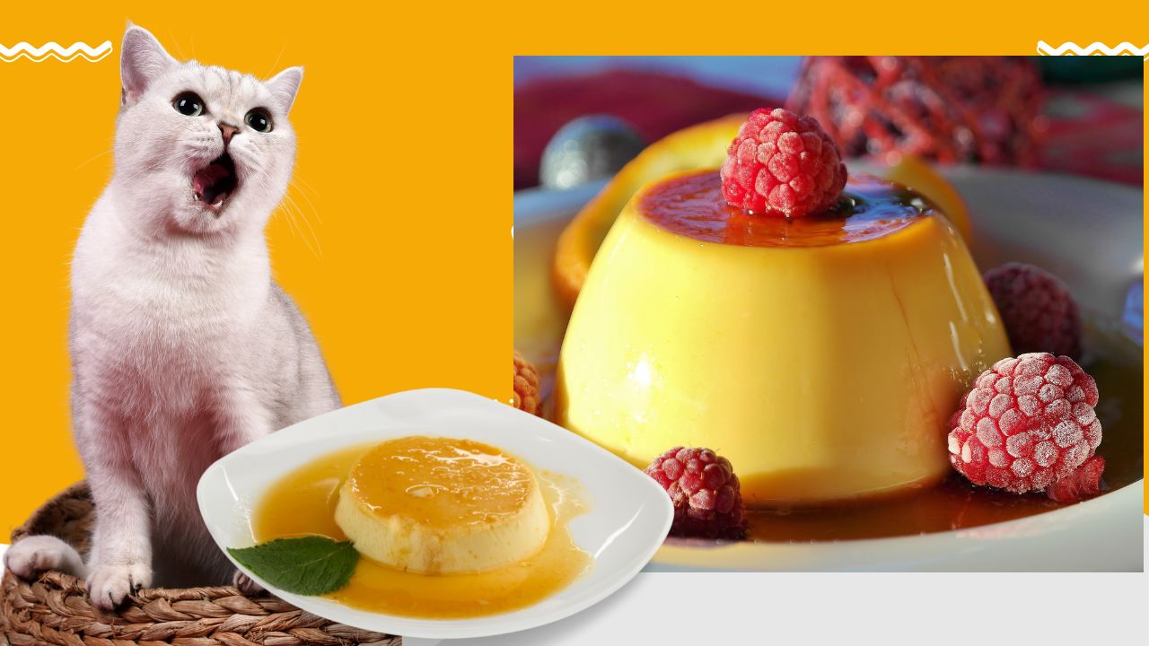 can cats eat flan