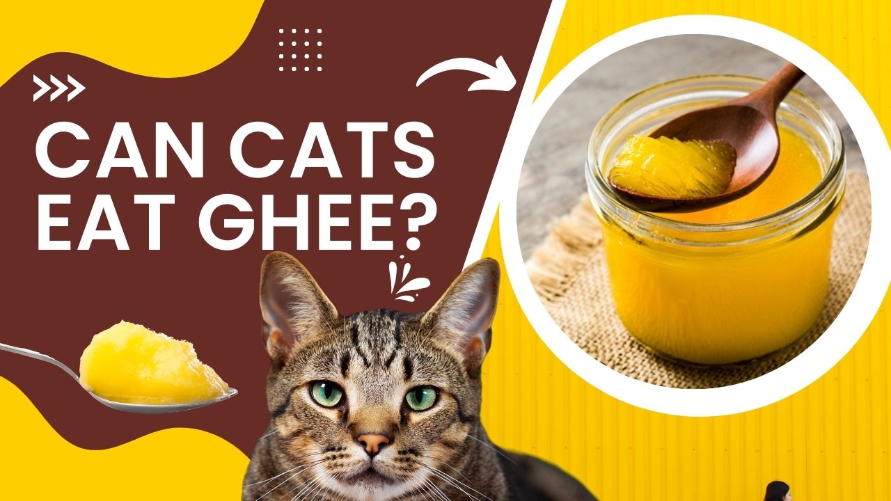 can cats eat ghee