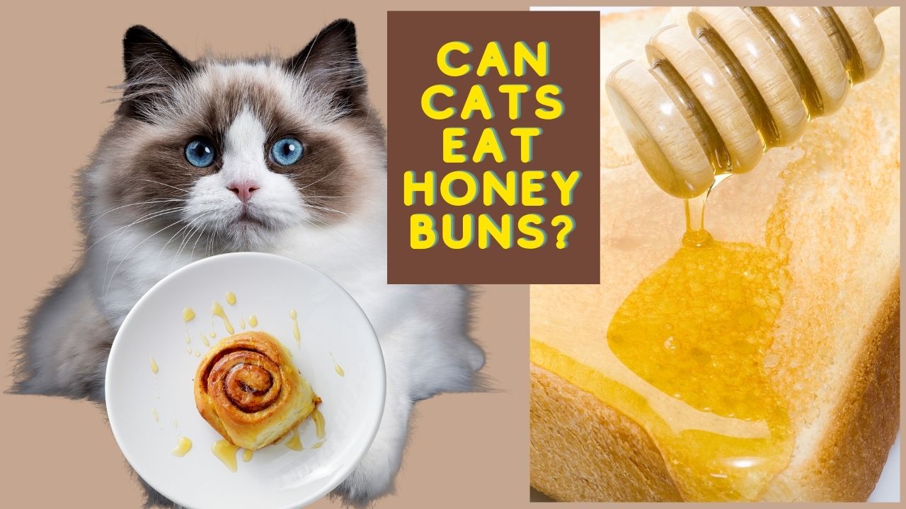 can cats eat honey buns