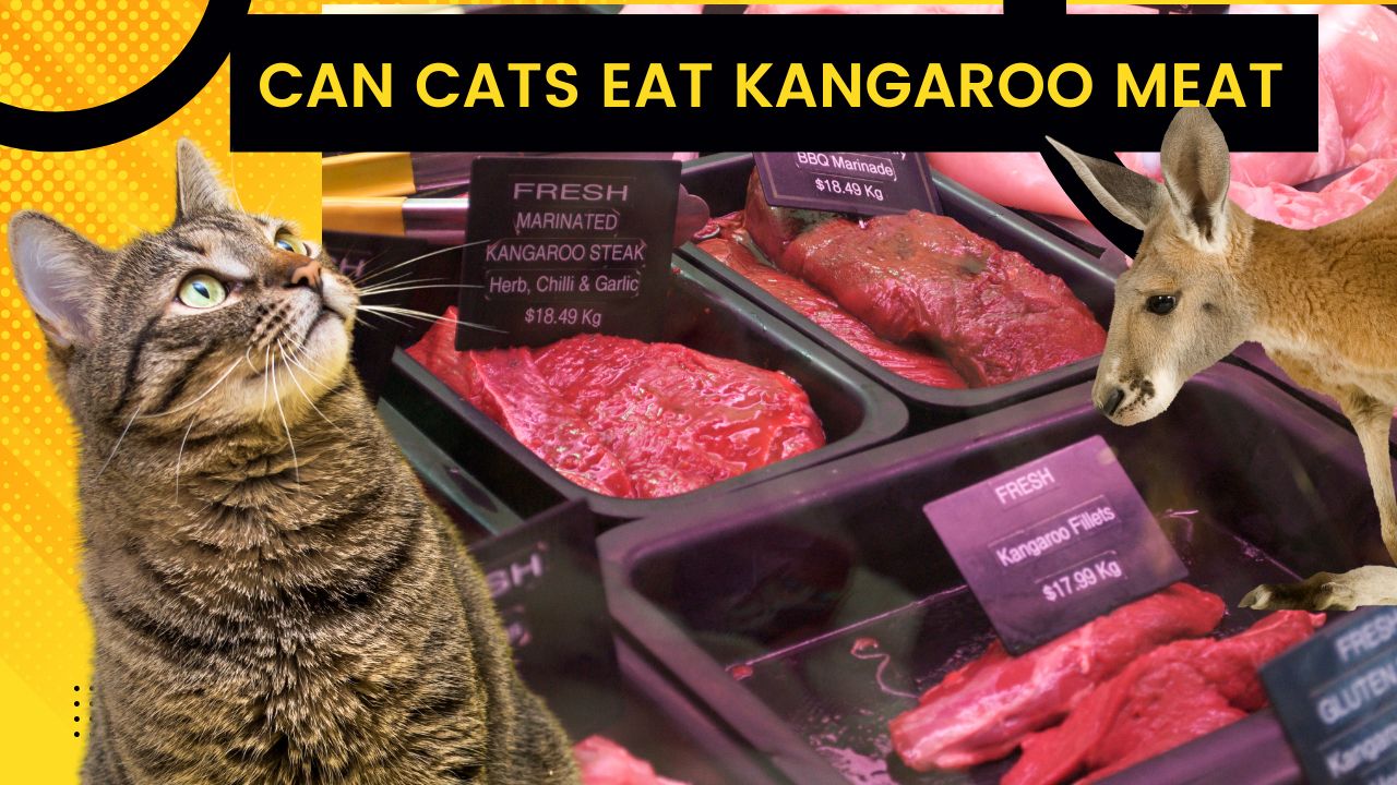 can cats eat kangaroo meat