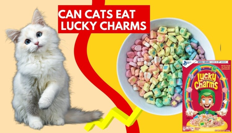 can cats eat lucky charms