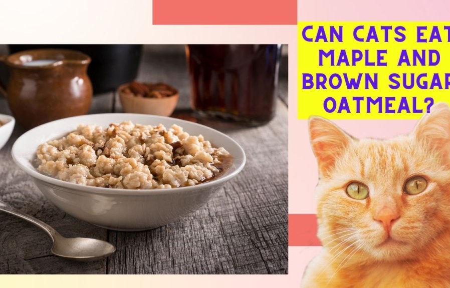 Can Cats Eat Maple and Brown Sugar Oatmeal? The Surprising Answer