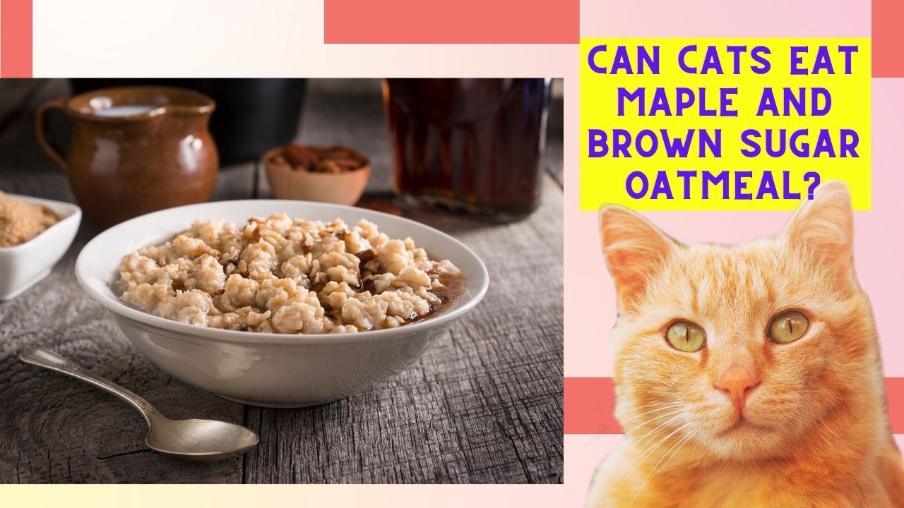 can cats eat maple and brown sugar oatmeal