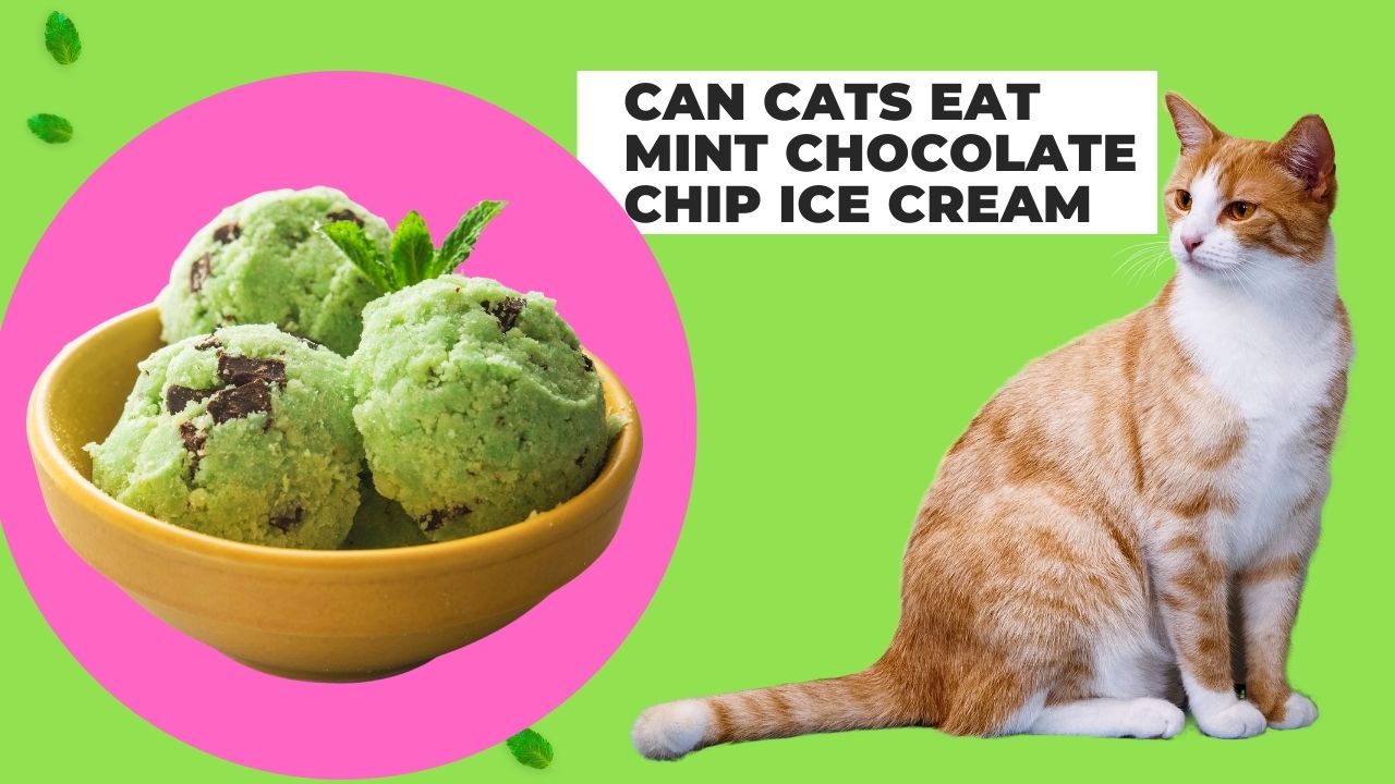 can cats eat mint chocolate chip ice cream