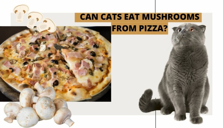 can cats eat mushrooms from pizza