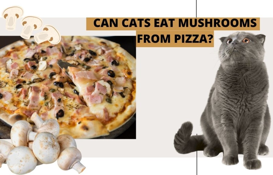 Can Cats Eat Pizza Mushrooms? Find Out the Answer Here!