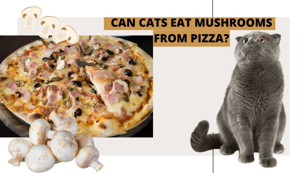 can cats eat mushrooms from pizza