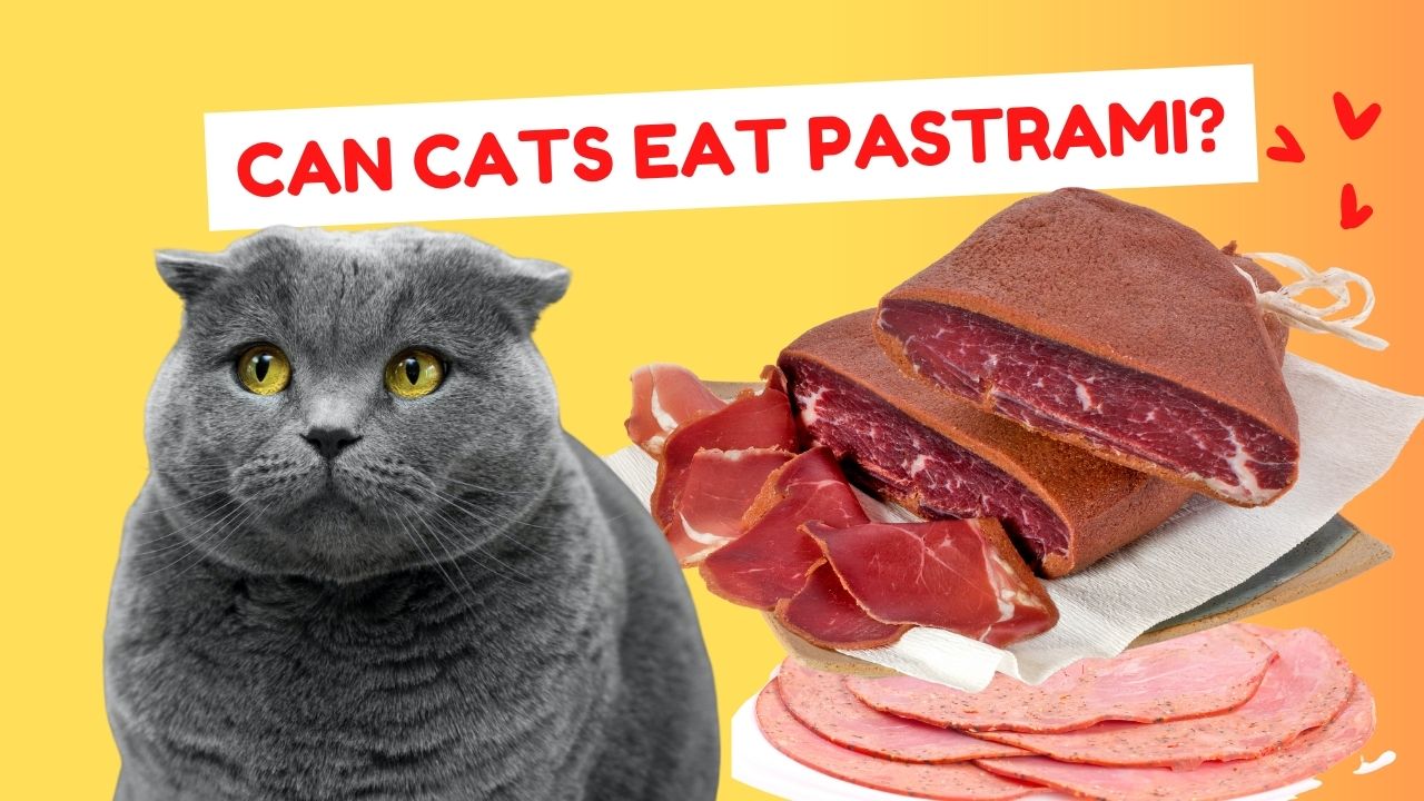 can cats eat pastrami