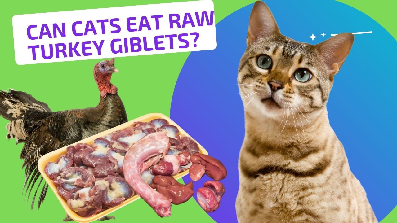 can cats eat raw turkey giblets