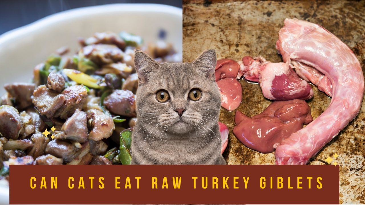can cats eat raw turkey giblets