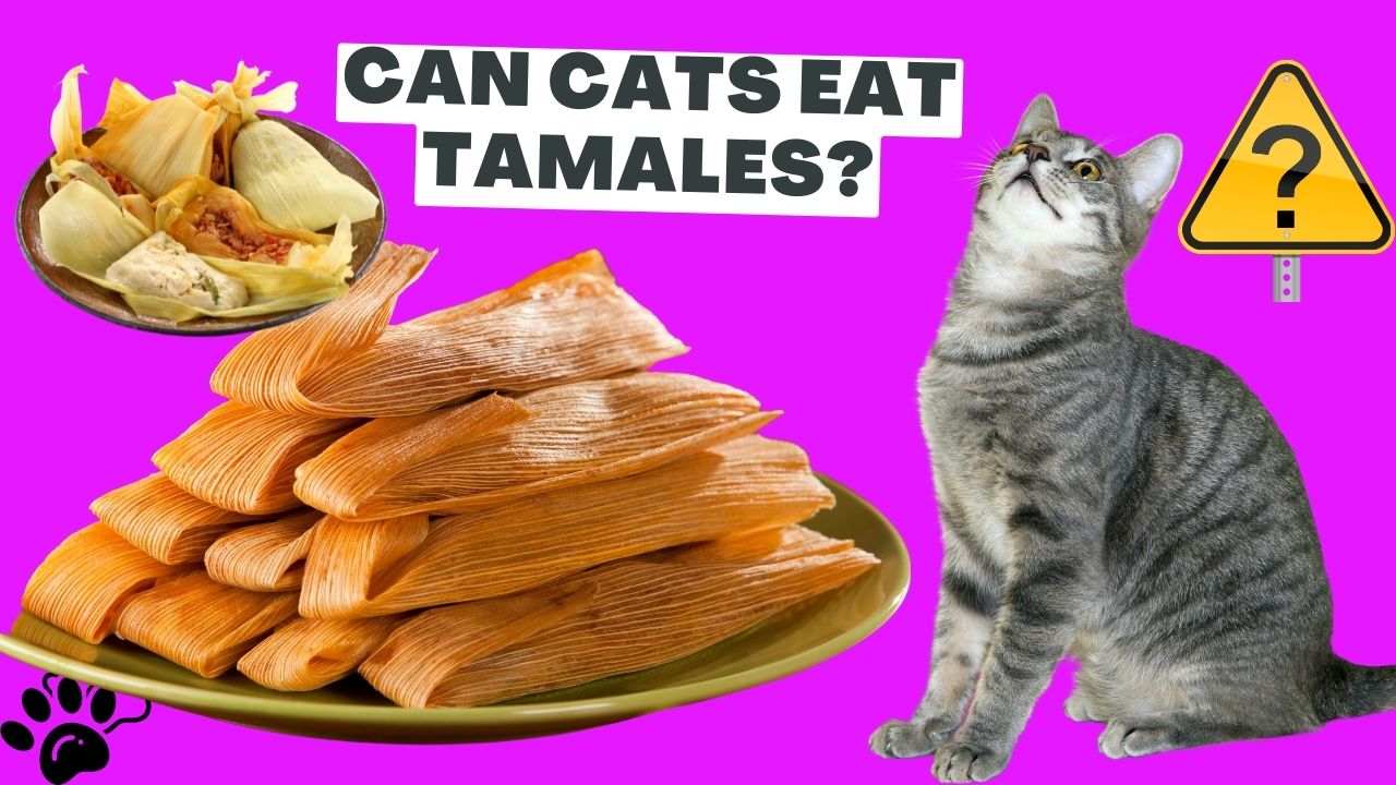 can cats eat tamales