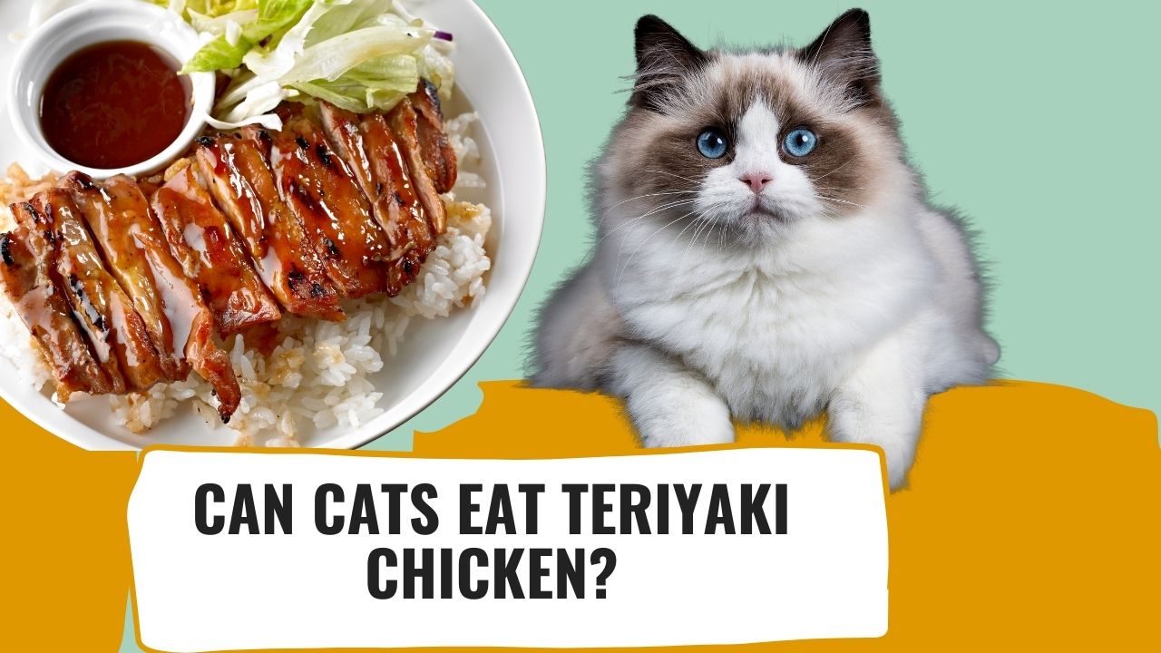can cats eat teriyaki chicken