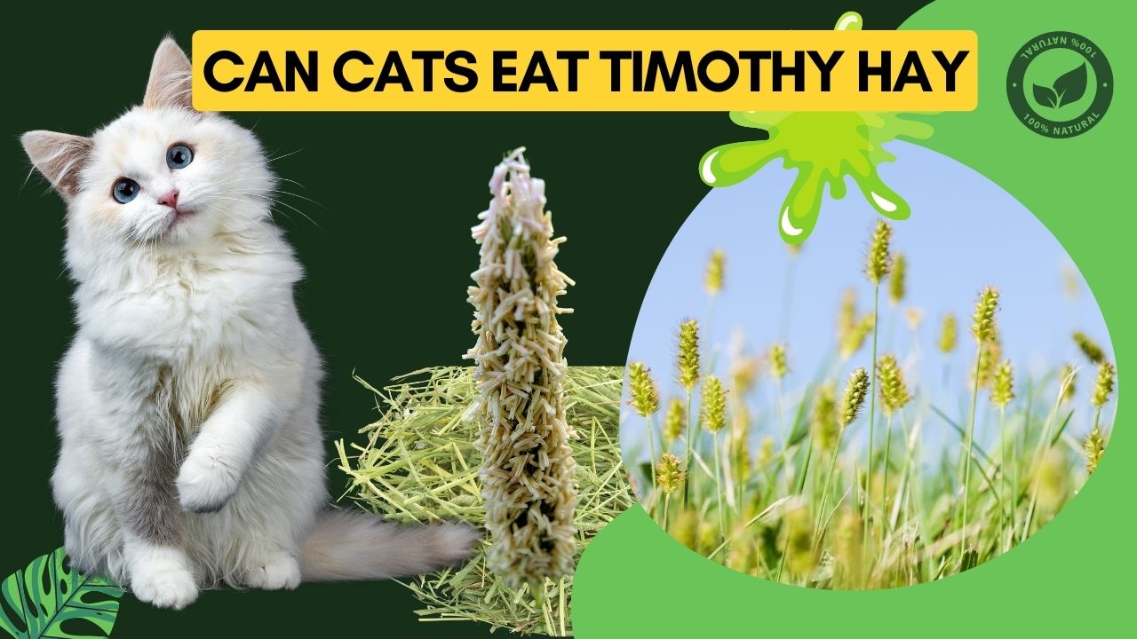 can cats eat timothy hay