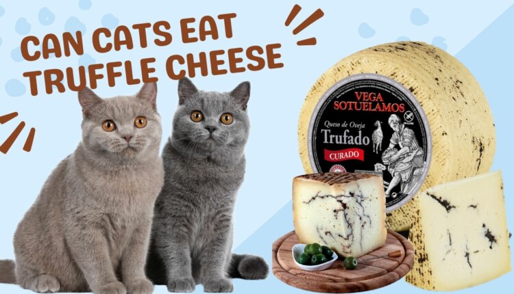 can cats eat truffle cheese