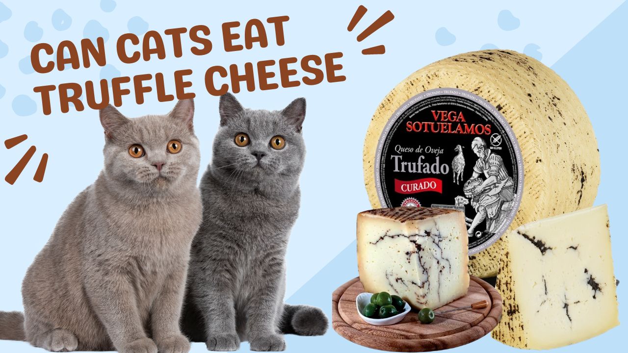 can cats eat truffle cheese