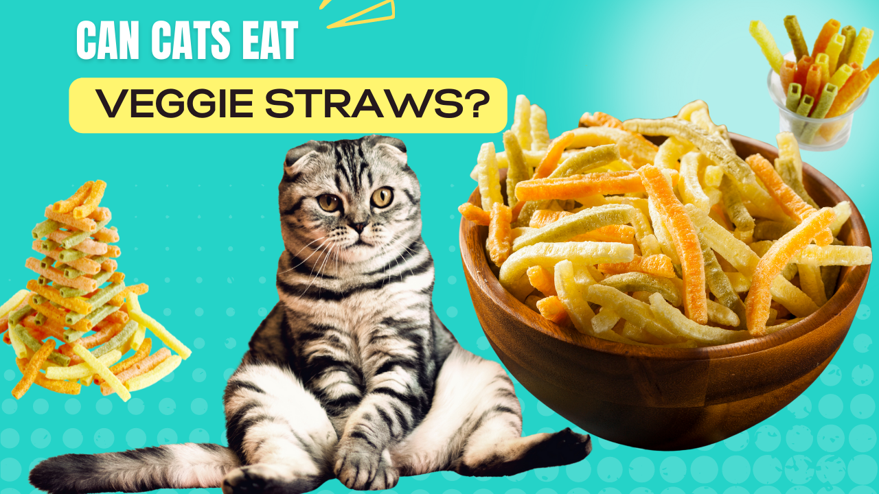 can cats eat veggie straws