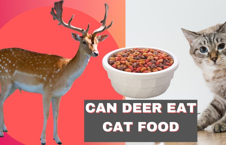Can Deer Eat Cat Food? Here’s What You Need to Know