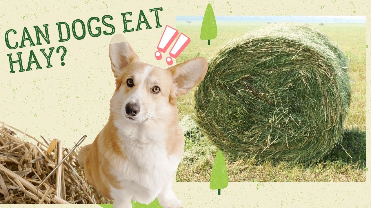 can dogs eat hay