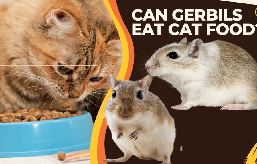 Can Gerbils Eat Cat Food? An Examination of the Evidence