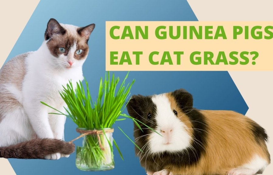 Do guinea pigs eat cat grass? The answer may surprise you!