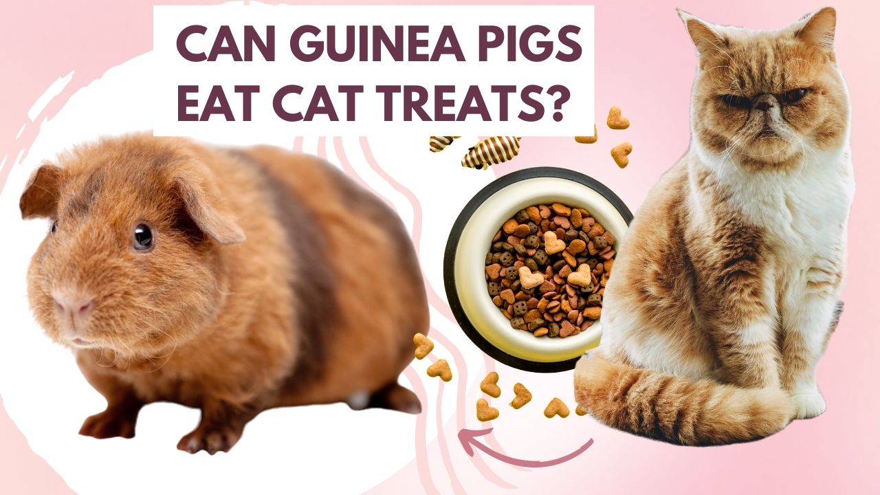 can guinea pigs eat cat treats