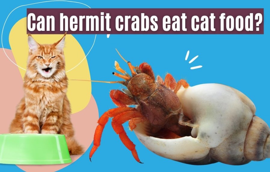 Can Hermit Crabs Eat Cat Food? What Everyone’s Been Asking