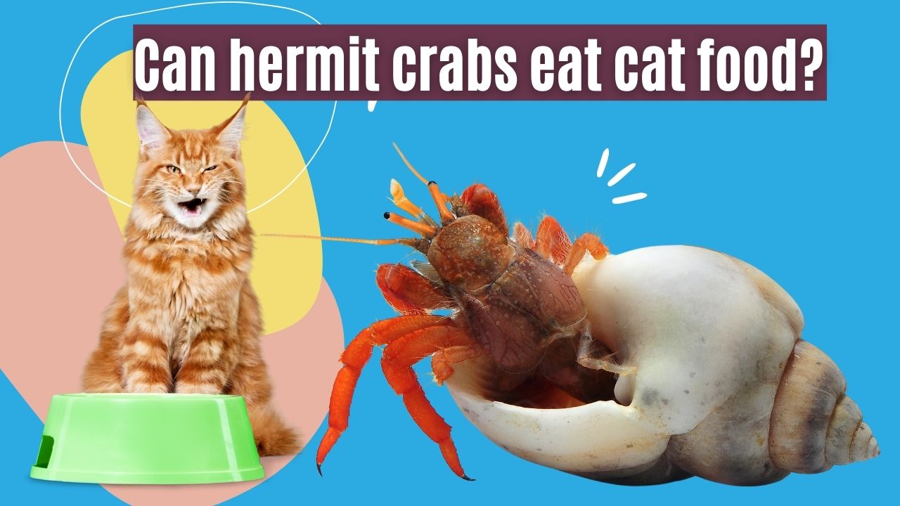 can hermit crabs eat cat food