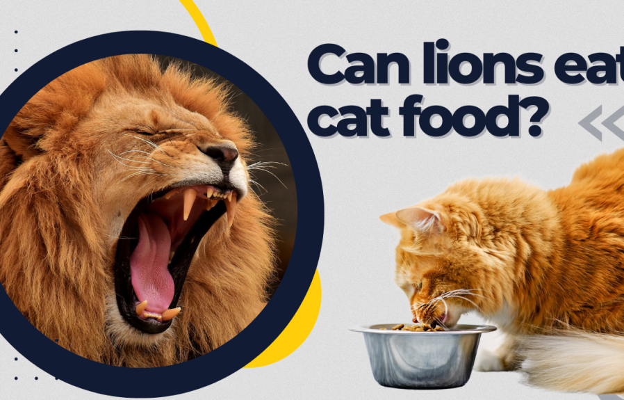 Can Lions Eat Cat Food? Find Out the Answer Here!