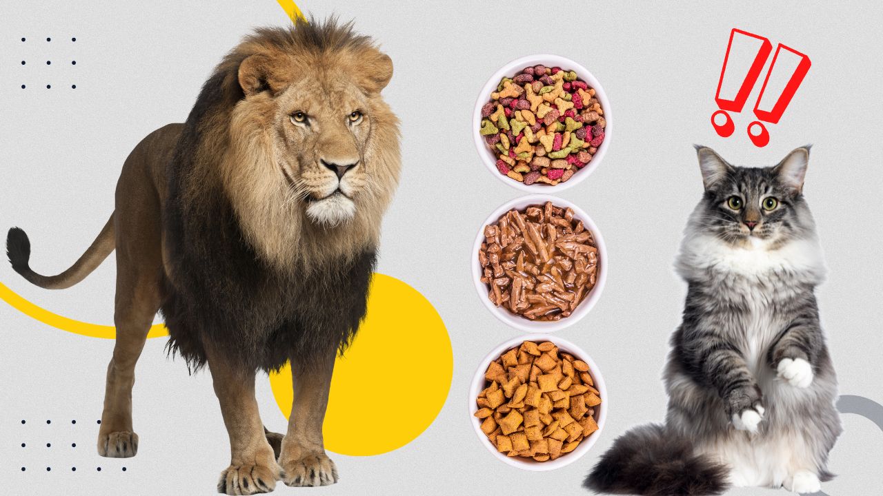 can lions eat cat food