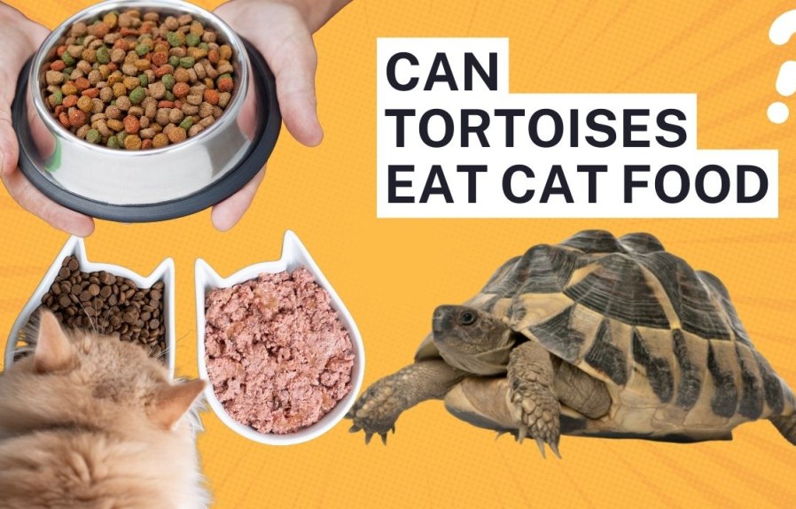 Can Tortoises Eat Cat Food? The Answer Might Surprise You!