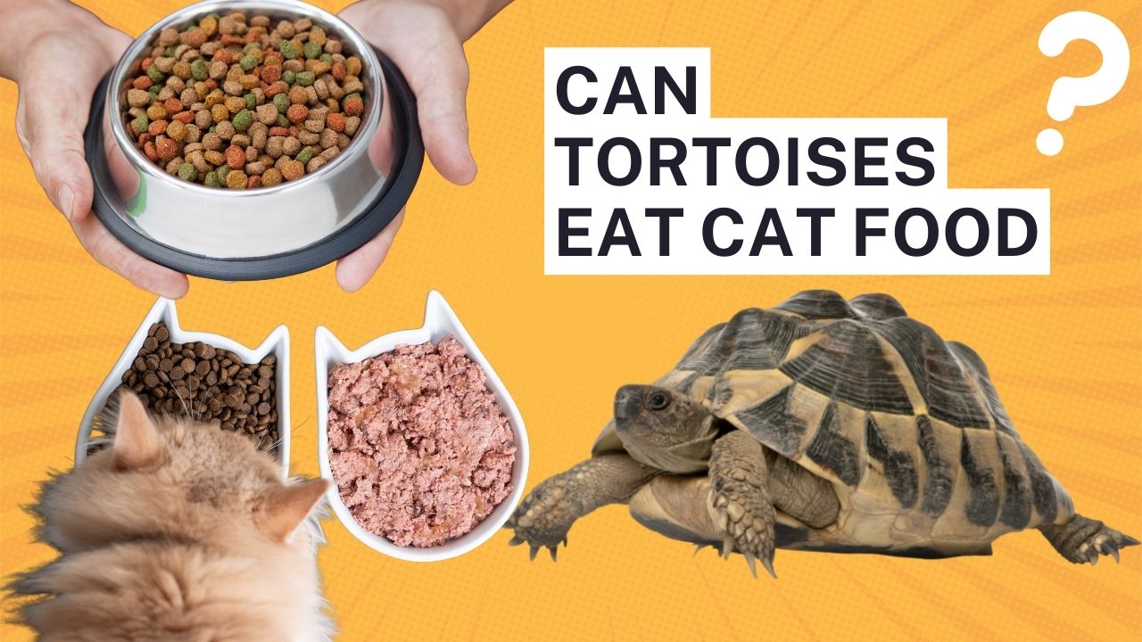 can tortoises eat cat food