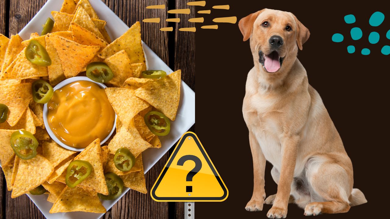 can dogs eat nacho cheese
