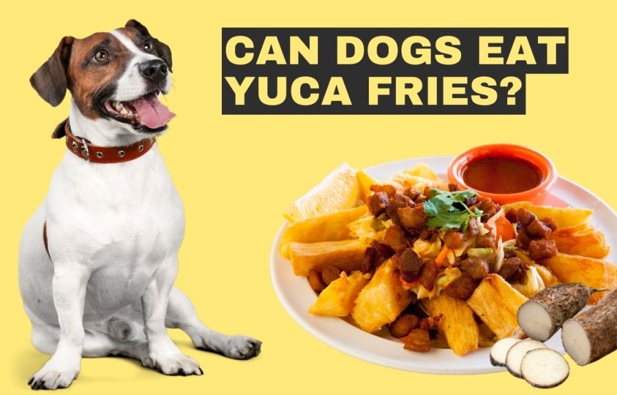 Can Dogs Eat Yuca Fries? And More Questions Answered!