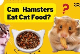 Can Hamsters Eat Cat Food? Everything You Need to Know