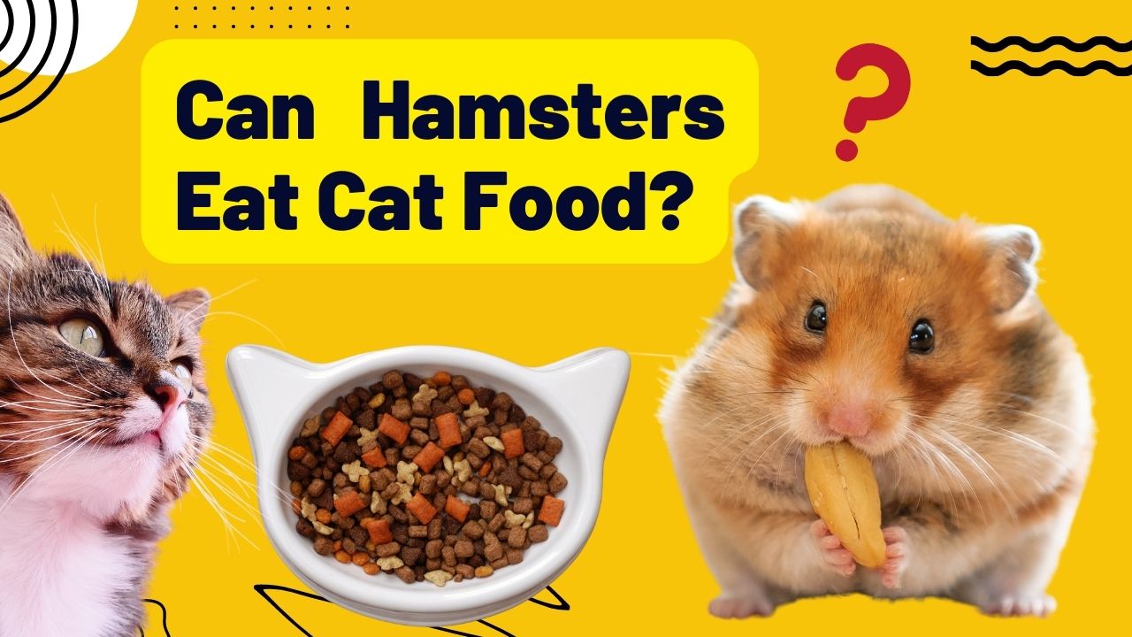 Can Hamsters Eat Cat Food