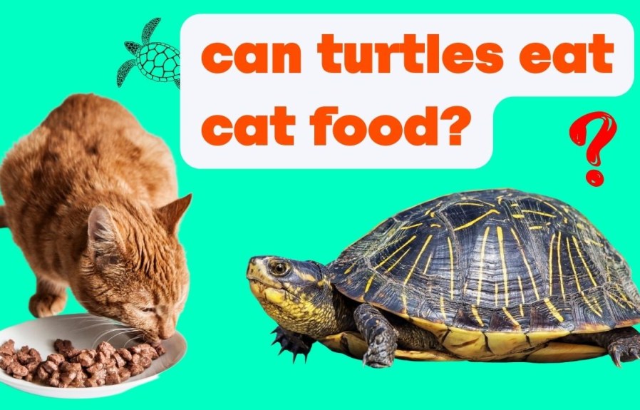 Can Turtles Eat Cat Food? The Answer Might Surprise You!